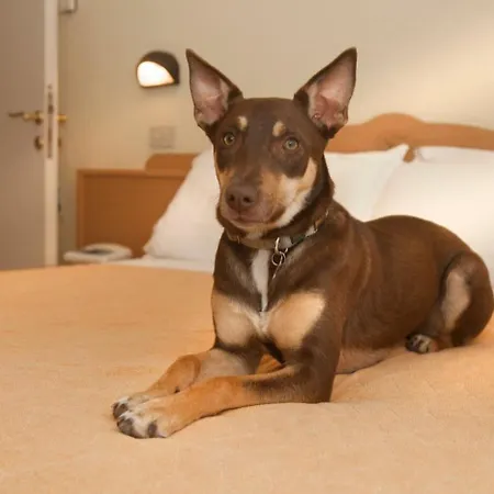 Pet Hotel Virginia - Hotel per cani-2