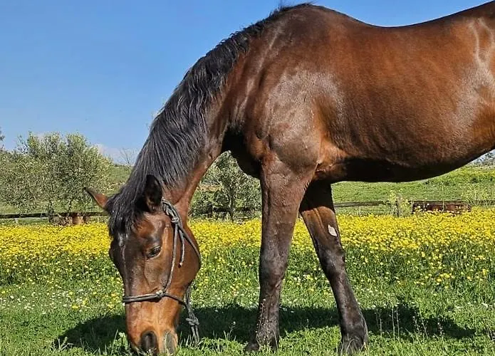 Tenuta Agricola Fonte Di Papa Monterotondo 
